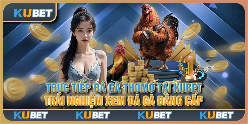 Trực tiếp đá gà Thomo tại Kubet - Trải nghiệm xem đá gà đẳng cấp